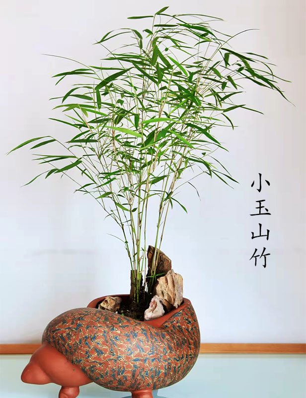 红观音竹小玉山竹观赏价值高红竹小绿植盆栽文人书房竹盆景办公桌
