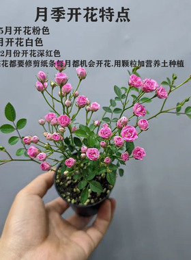 月季须惠姬天荷胭脂红超微月季盆景盆栽客厅阳台室内室外花卉包邮