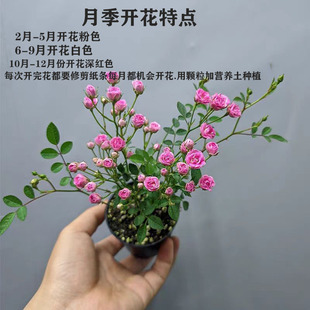 月季须惠姬天荷胭脂红超微月季盆景盆栽客厅阳台室内室外花卉包邮