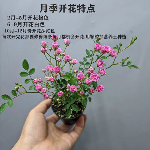 月季须惠姬公桌客厅开花小盆栽