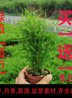 进口姬翠竹虎斑竹竹子盆栽室内室外微型小竹美观喜水喜光盆栽包邮