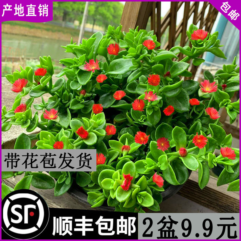 牡丹吊兰盆栽花叶蔓垂吊植物室内牡丹/芍药