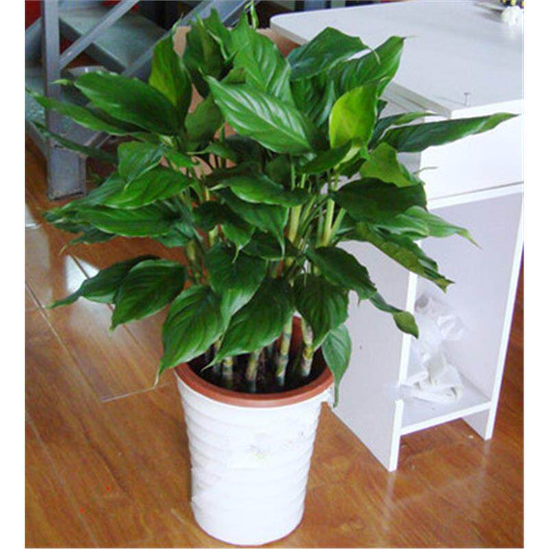 新品万年青 绿巨人盆栽 室内客厅大型盆景植物绿植花卉