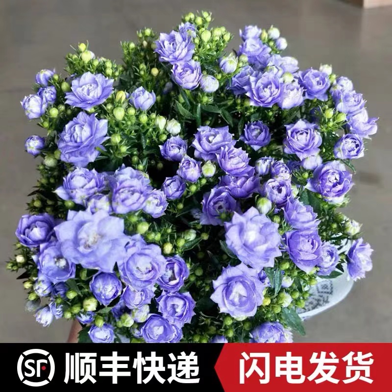 丹麦风铃花盆栽室内植物带花苞重瓣梦露花苗阳台庭院四季花卉绿植
