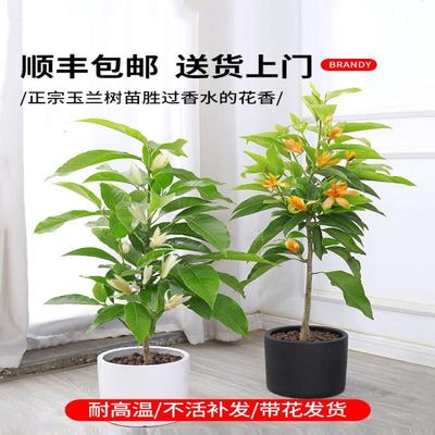 白兰花盆栽玉兰花树苗带花苞黄兰阳台庭院浓香型花卉四季开花植物