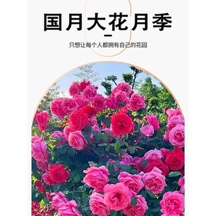 月季特大花浓香强香国月大花红双喜花苗特大朵四季开花粉沙龙宝石