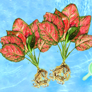 吉利红如意皇后花万年红水培水养室内绿萝植物花卉易活盆栽发财树