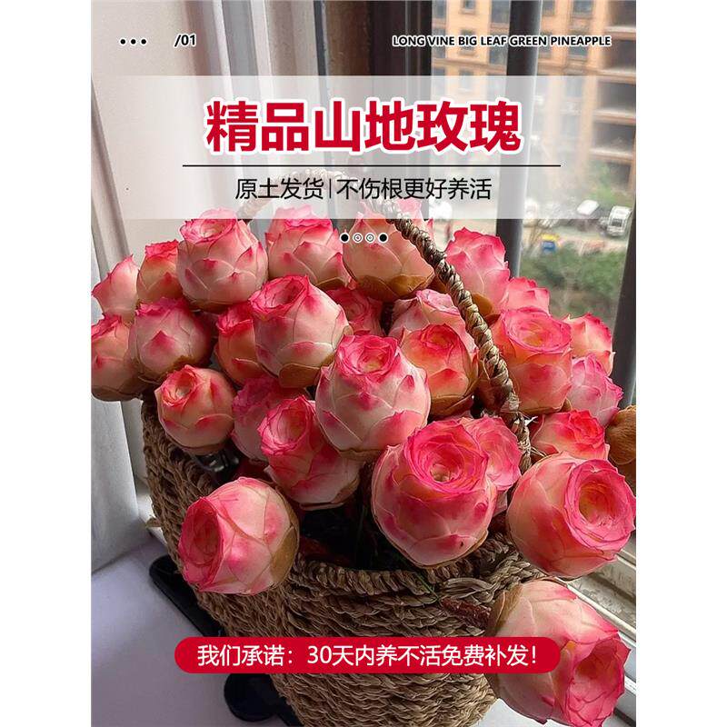 夏季多肉山地玫瑰水蜜桃酒杯粉耶罗鸡蛋翡翠球花绿多肉植物盆栽