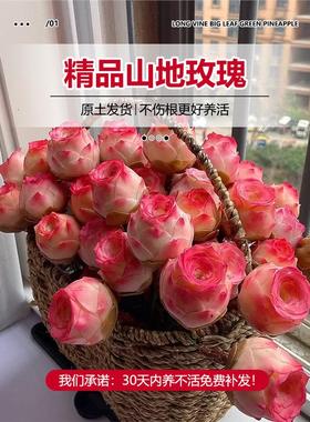 夏季多肉山地玫瑰水蜜桃酒杯粉耶罗鸡蛋翡翠球花绿多肉植物盆栽