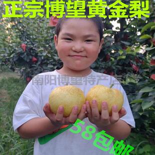 河南南阳特产正宗博望坡黄金梨孕妇水果脆甜无渣现摘现发整箱包邮