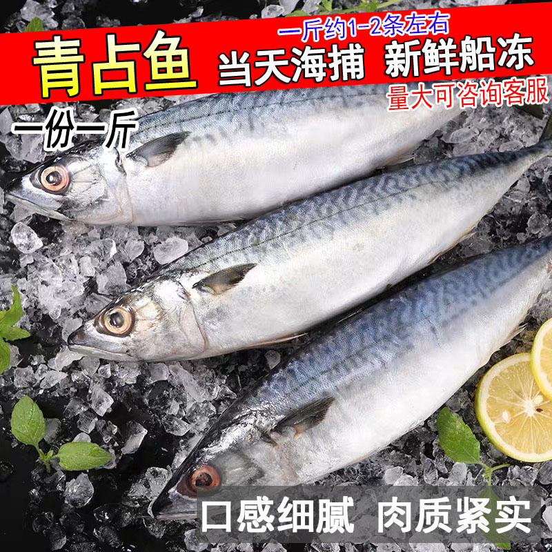 鲜活野生青花鱼冰冻青条鱼新鲜青其它