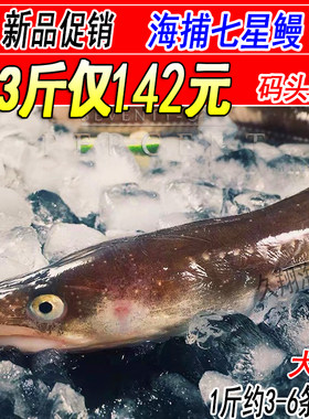 鲜活沙鳗鱼新鲜七星鳗鱼3斤装