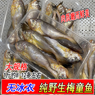 新鲜大号梅童鱼梅子鱼冰鲜鲜活大头宝肉质嫩海鲜水产1斤约8--12条
