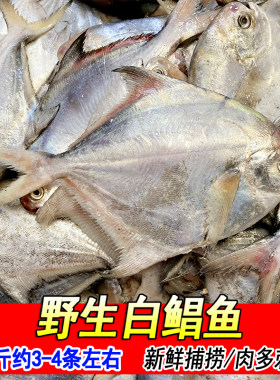 深海白鲳鱼小鲳鱼一斤3-4条左右