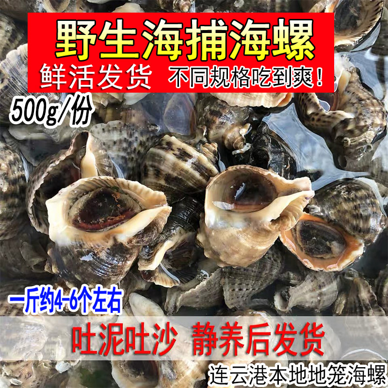 连云港新鲜中号海螺野生鲜活海螺当天现挖大海螺贝类生猛海鲜水产
