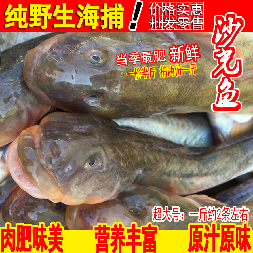 新鲜野生沙光鱼超大鲜活沙逛鱼小龙鱼海鲶鱼赛龙王扔巴鱼一份半斤
