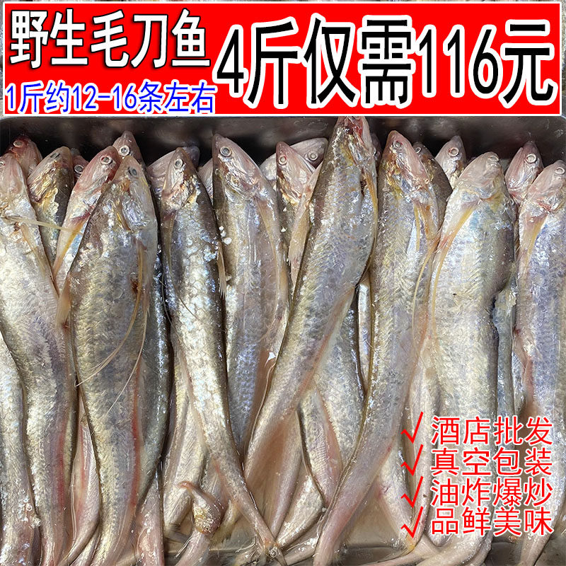 新鲜刀鱼凤尾鱼毛刀鱼油炸红烧刨花鱼海鲜水产鲜活毛刀鱼四斤包邮