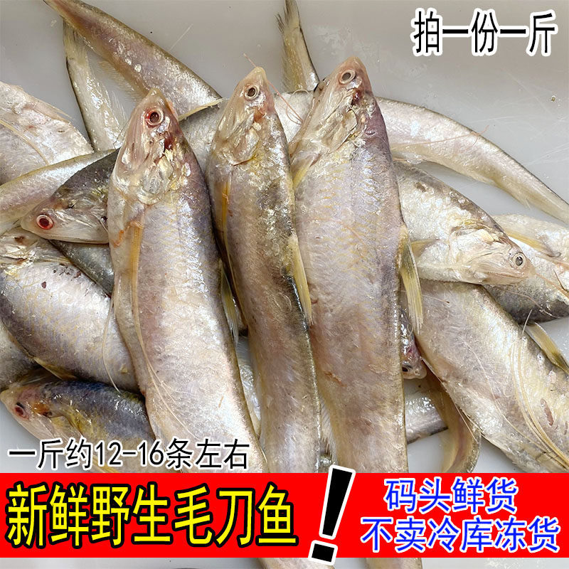 鲜活大毛刀鱼野生新鲜凤尾鱼刨花鱼毛鱼1斤约12-16条花鱼海鲜水产