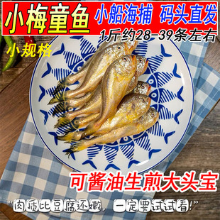 新鲜特级梅童鱼梅子鱼大头宝1斤约28-39条黄梅丁鲜活冰鲜海鲜水产