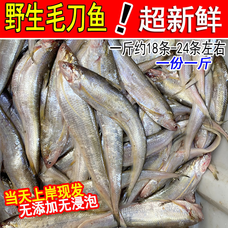 新鲜毛刀鱼冰鲜海刀鱼旗鱼刨花鱼鲜活凤尾鱼1斤约18-24条海鲜水产