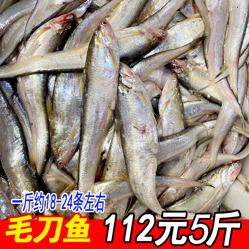 新鲜毛刀鱼鲜活新鲜刨花鱼毛鱼18-24条凤尾鱼112元5斤海鲜水产