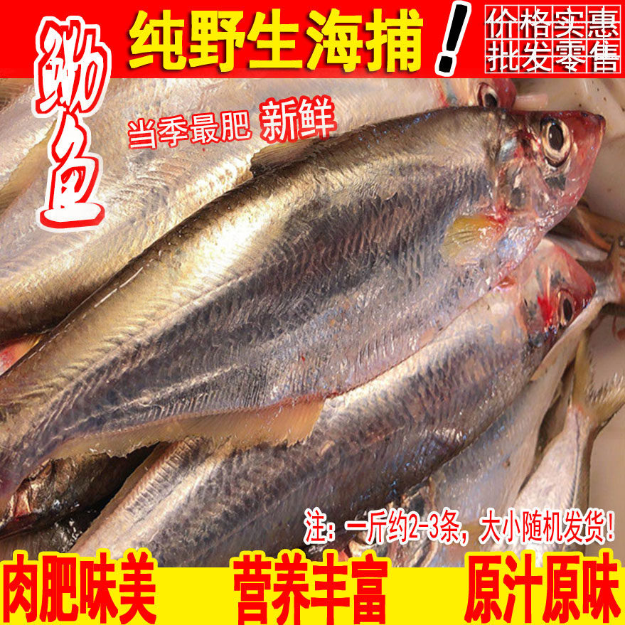 新鲜野生白鳞鱼鳓鱼深海冰鲜力鱼生鲜海鲜码头直发一斤2-3条左右
