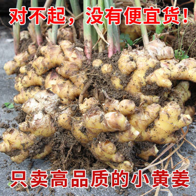 自家种植生姜无硫磺无烟熏