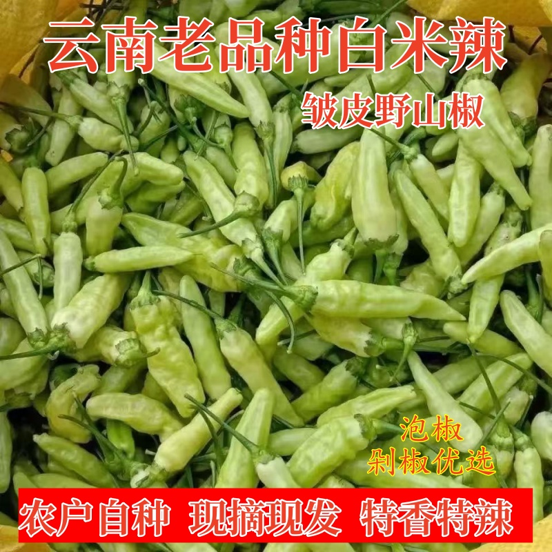 云南老品种白米辣皱皮野山椒