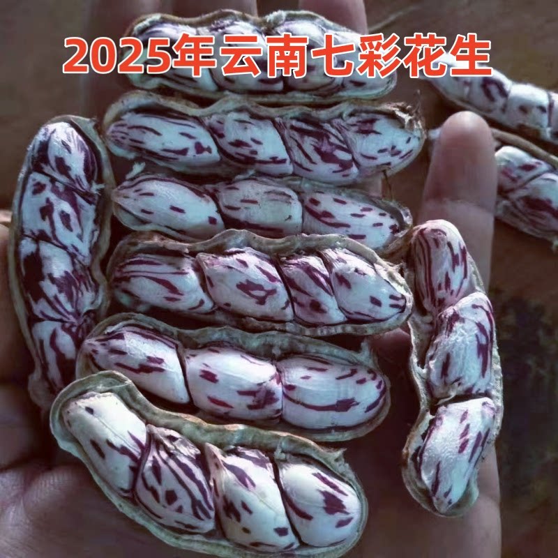 2025新云南七彩花生晒干带壳生彩色花生七彩野地花生米种子批发图片
