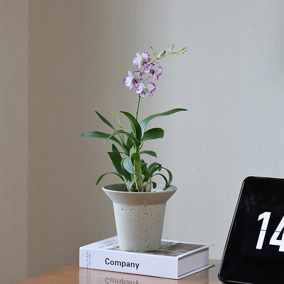 泼墨石斛开花机器花期长带香味