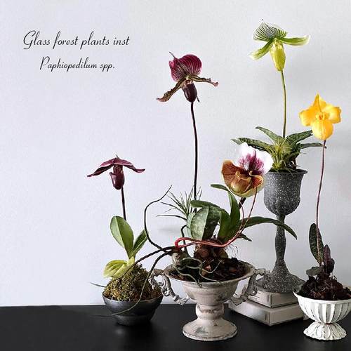 花期长耐养易复花魔帝肉饼兜兰