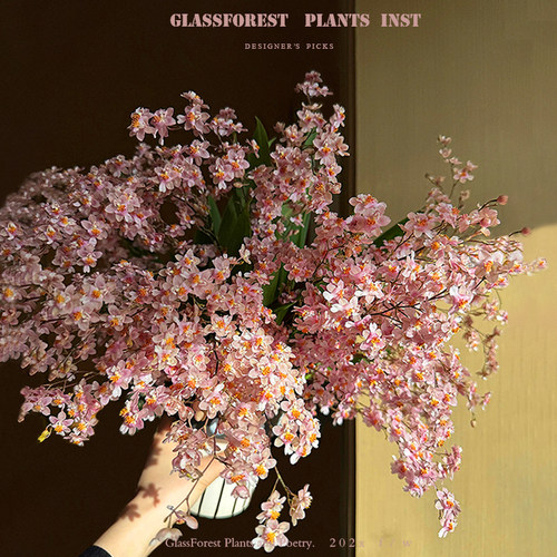 光宗粉梦香兰满花苞奶油香味好养