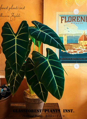 绿天鹅绒海芋盆栽北欧Ins风客厅室内外桌面观叶绿植好养净化空气