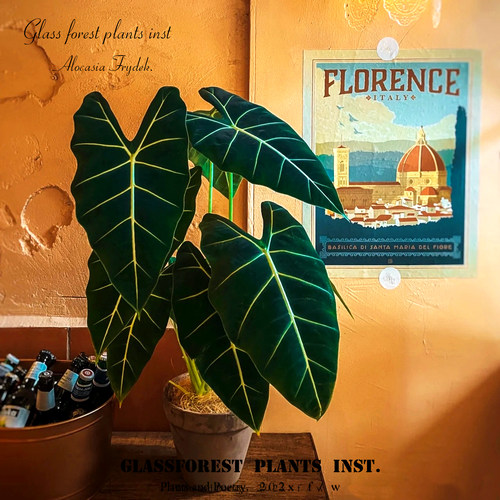 绿天鹅海芋北欧Ins风热植入门