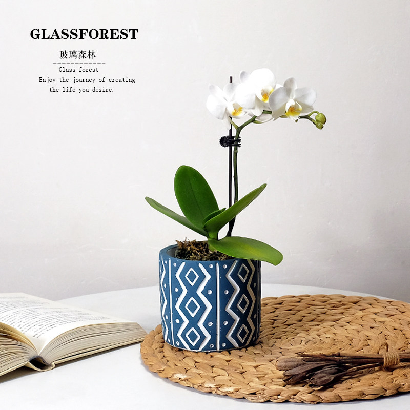 白色蝴蝶兰带花苞办公桌室内客厅净化空气四季开花节日礼物年宵花