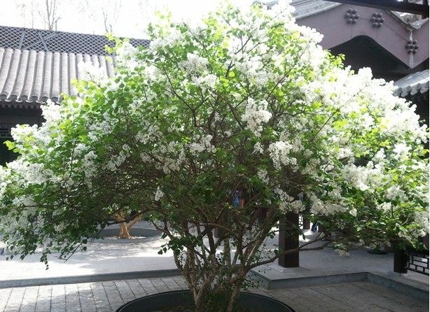 华北紫丁香花苗   园林绿化庭院绿化树苗 花园小区美化