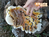 农家酿制 崖蜜天然正品 野生土蜂蜜 岩蜜