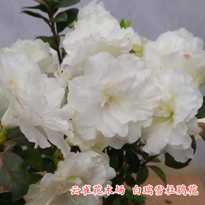 纯白色杜鹃花 品种杜鹃白瑞雪杜鹃花 精美白色重瓣花型稀有品种