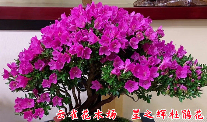 进口皋月星之辉杜鹃花净化空气木本花卉庭院阳台客厅盆栽品种杜鹃