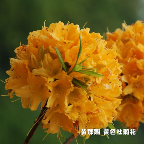 落叶鹃花园黄色庭院春季杜鹃花
