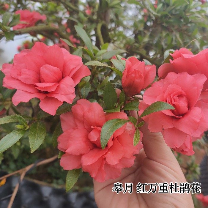皋月杜鹃东洋鹃红万重杜鹃花长得慢品种花卉红色重瓣花型精美盆栽