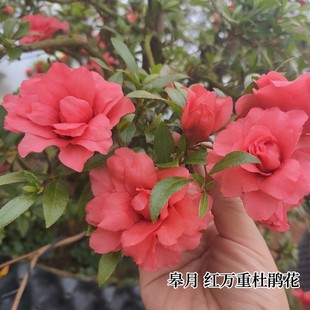 皋月杜鹃东洋鹃红万重杜鹃花长得慢品种花卉红色重瓣花型精美盆栽