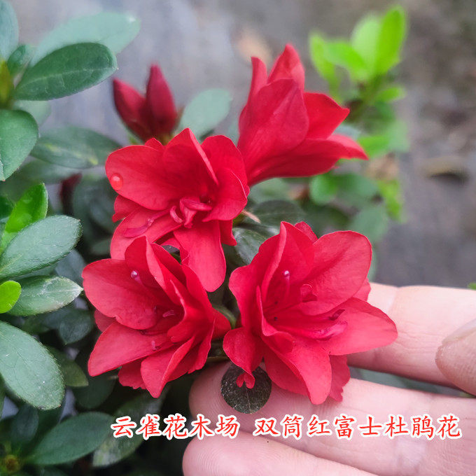 双筒红富士杜鹃花精美深红黑红色套瓣小花型盆栽花卉庭院阳台客厅