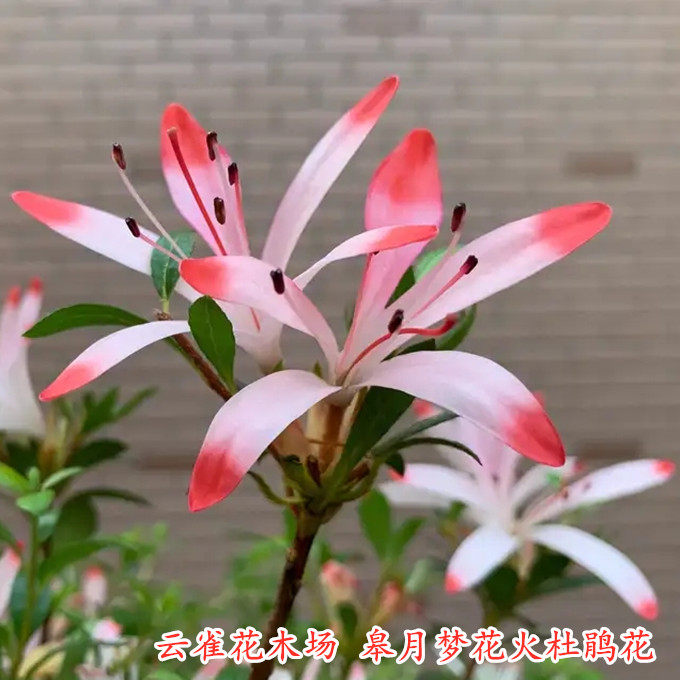 梦花火杜鹃花皋月杜鹃品种花卉多色品种庭院阳台客厅耐寒耐热盆栽