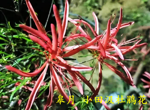 客厅杜鹃花柳丝状花夏天皋月杜鹃