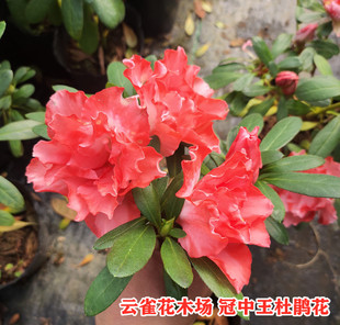 【冠中王杜鹃花】新品 多季精品花卉 品种杜鹃花比利时西洋鹃盆栽