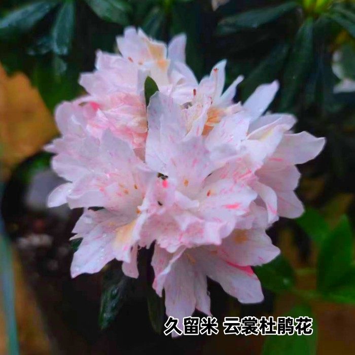 云裳杜鹃花一对一久留米多色复色花色品种杜鹃精美盆栽室内外花卉