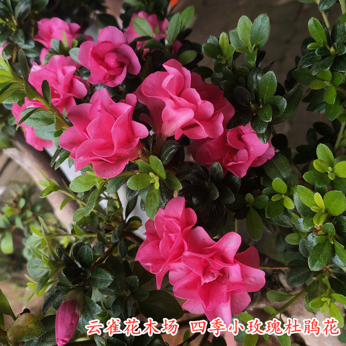 四季小玫瑰杜鹃花勤花易开花品种花卉庭院阳台客厅盆栽小花小叶