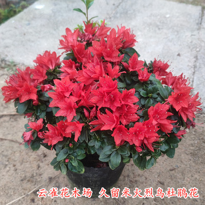 大红色珍贵品种庭院客厅杜鹃花