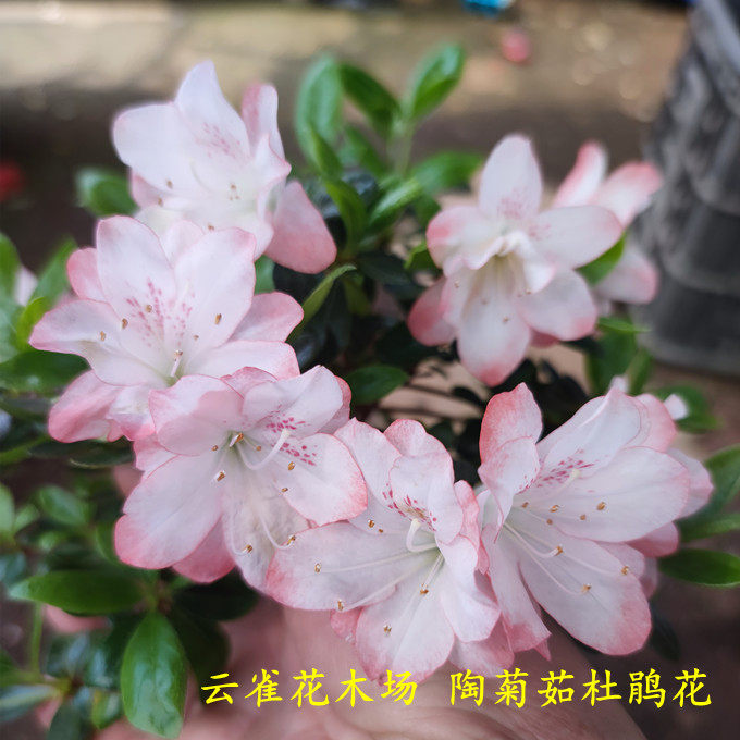 东鹃陶菊茹杜鹃花精美盆栽花卉庭院客厅阳台绿植杜鹃盆栽品种杜鹃